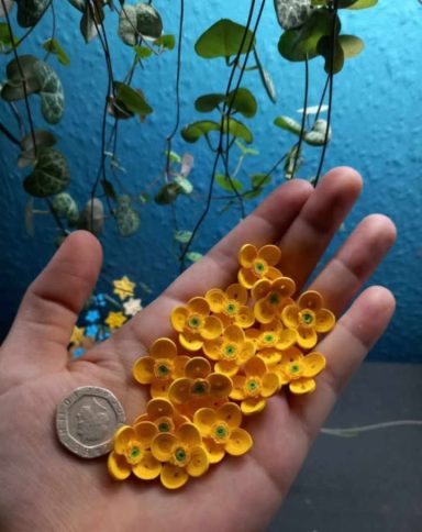 welsh poppies